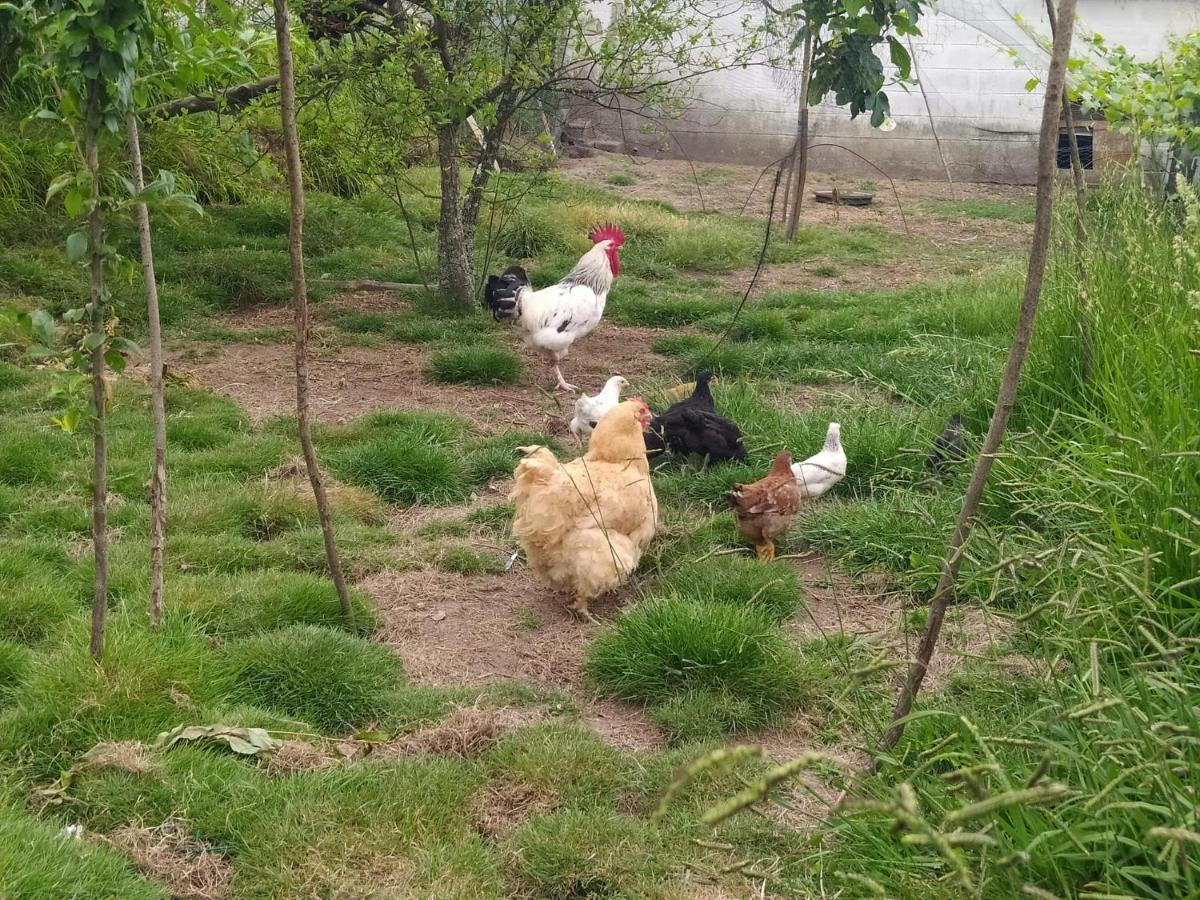 Casa Rural Area Con Piscina Gondomar Dış mekan fotoğraf